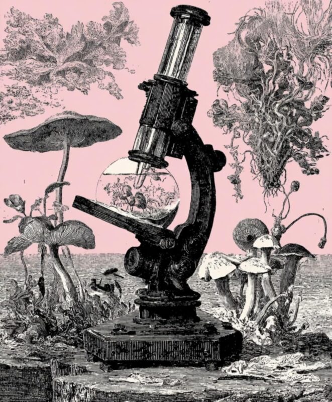 Płynna kultura Orissa India – 10 ml